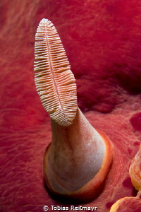 Rhinophore of Spanish Dancer, Renggis Island, Tioman by Tobias Reitmayr 